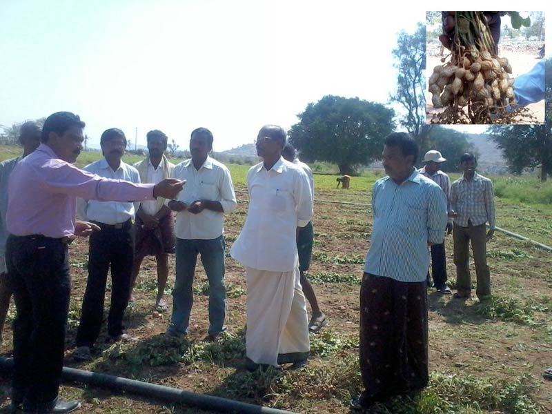 A Farm Ground for the Groundnut Farmers